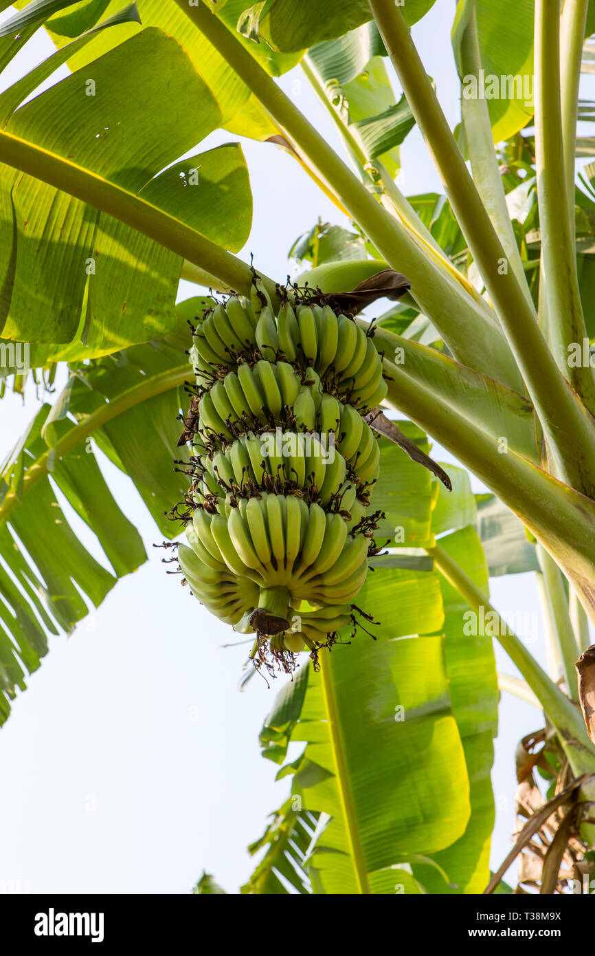 Le banane che cresce in Cambogia Foto Stock