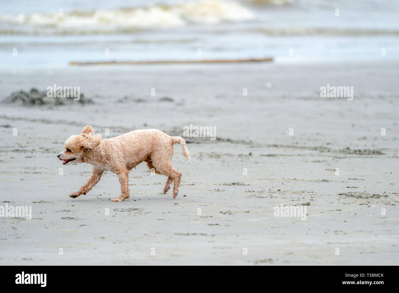 Felice impasto di attivo di correre e saltare sulla spiaggia. Foto Stock