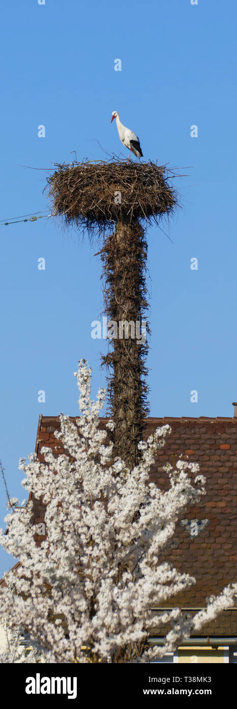Storch im nido, hoch über den Dächern der Stadt Foto Stock