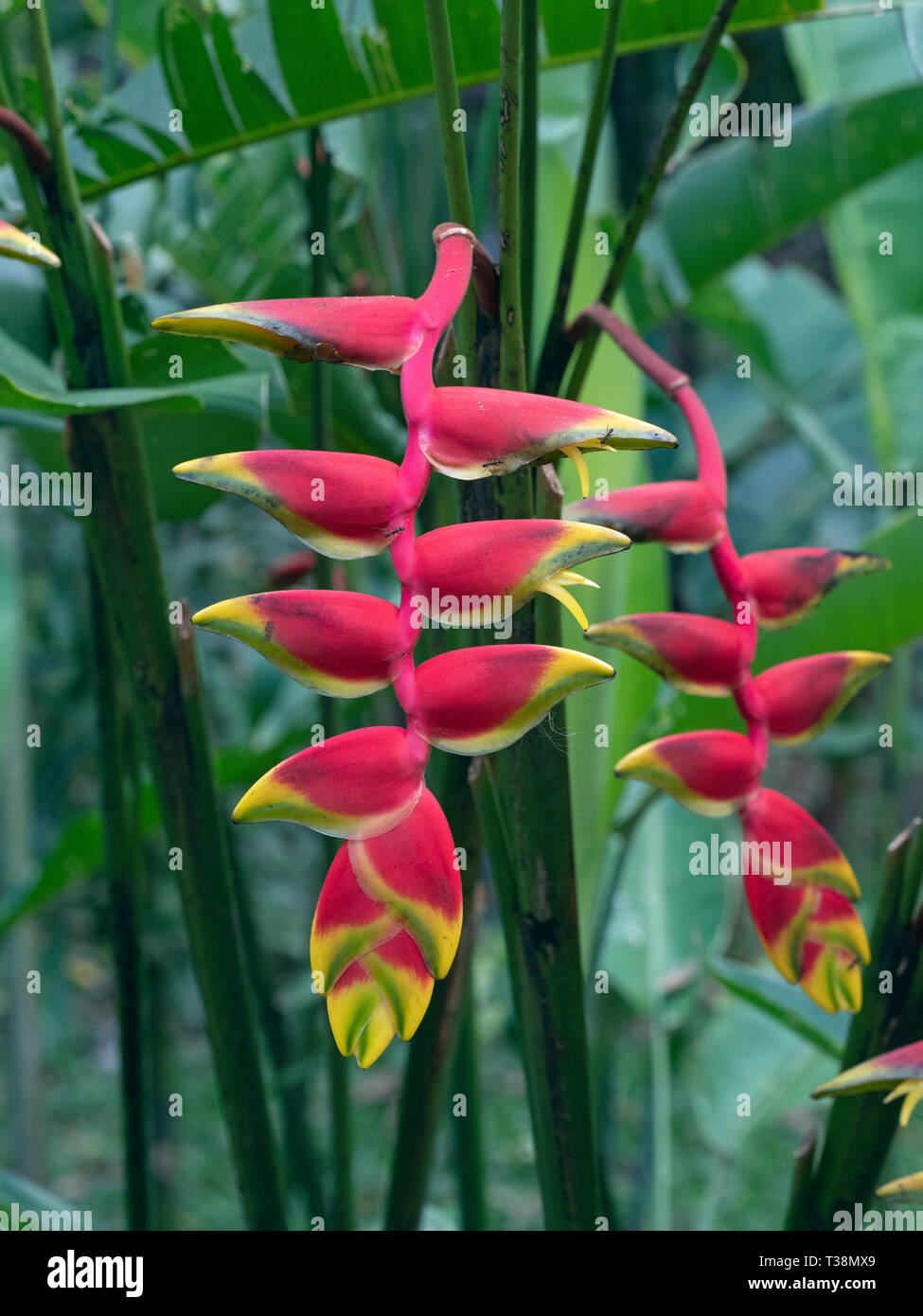 Appendere lobster claw o falso uccello del paradiso Heliconia rostrata Foto Stock