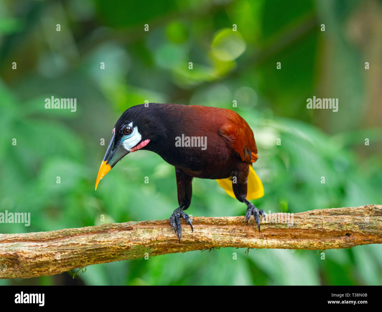 Montezuma oropendola Psarocolius montezuma Costa Rica Foto Stock