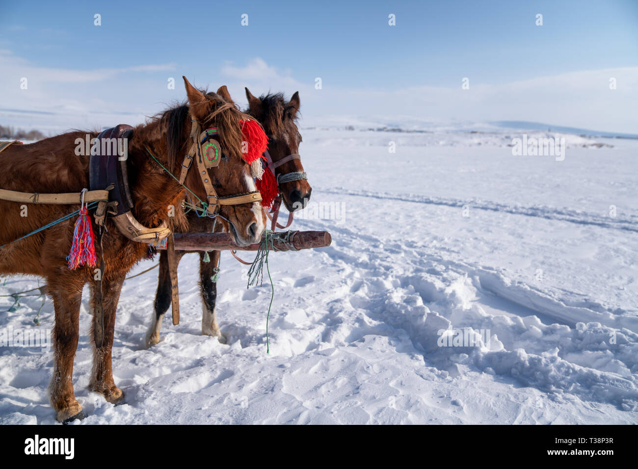 Testa di cavallo in backlight in inverno in campo contro il cielo blu Foto Stock