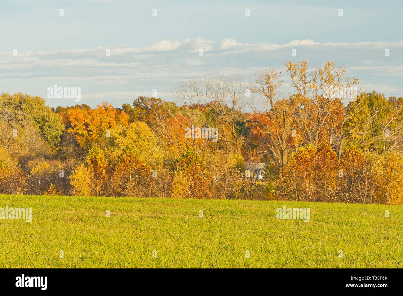 Shiny nuvole sopra gli alberi in autunno fogliame confinanti con la Bellefontaine Area di Conservazione prairie illumina il paesaggio. Foto Stock