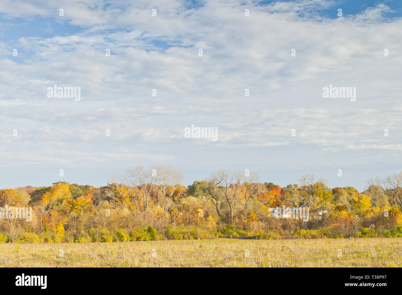 Shiny nuvole sopra gli alberi in autunno fogliame confinanti con la Bellefontaine Area di Conservazione prairie illumina il paesaggio. Foto Stock