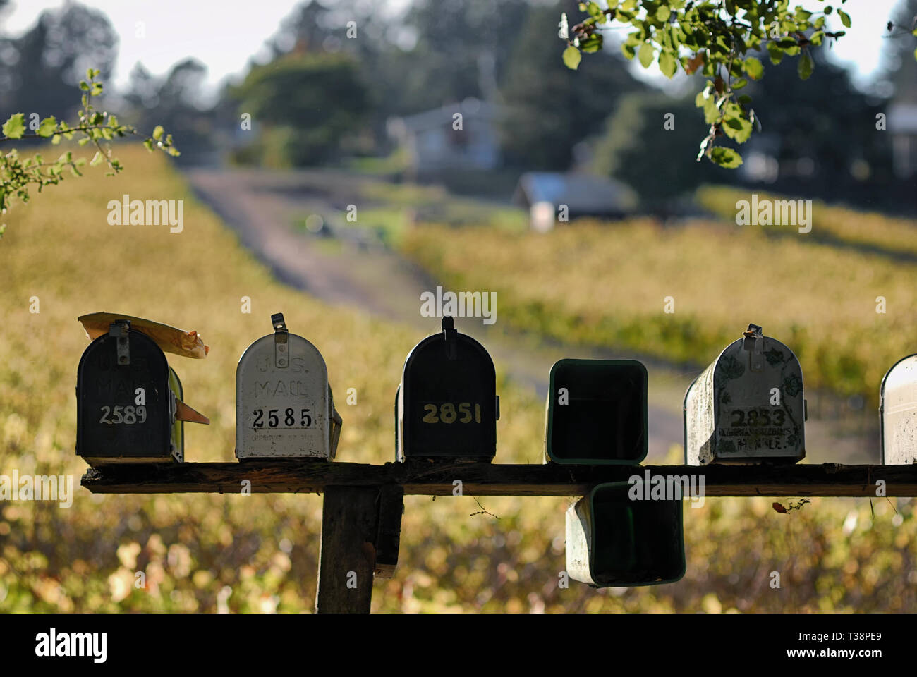 Hai seduta posta sulla parte superiore di una casella postale in un ambiente rurale. Foto Stock