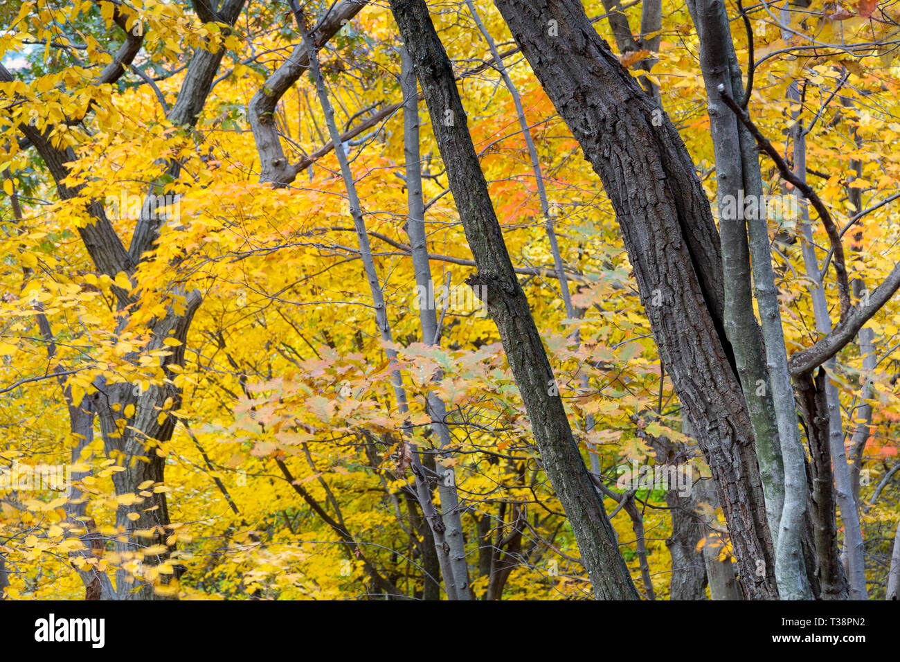 I rami degli alberi e tronchi di torsione e di flessione attraverso una foresta di cadono le foglie e i colori dell'autunno. Alta Tor parco dello Stato di New York Foto Stock