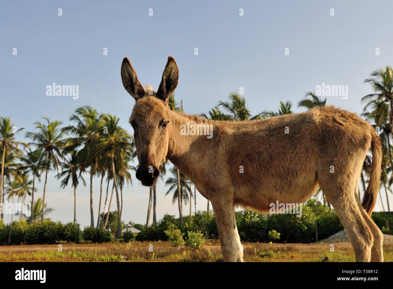 Wild mannar asino in Kalpitiya, Sri Lanka,Asia Foto Stock