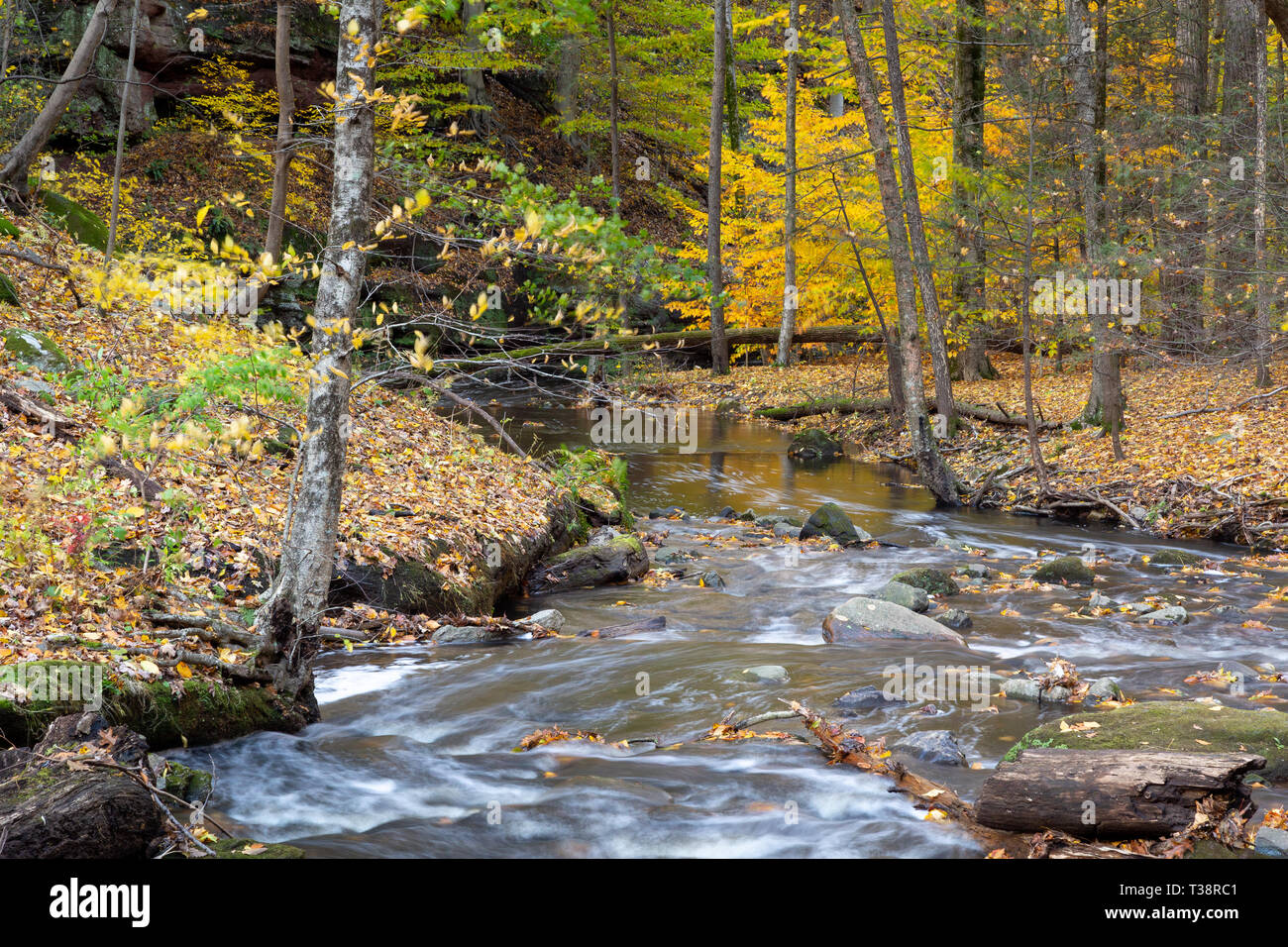 Crum Creek e scendono in una foresta di cadono le foglie e i colori dell'autunno. Kennedy Dells County Park, New York Foto Stock