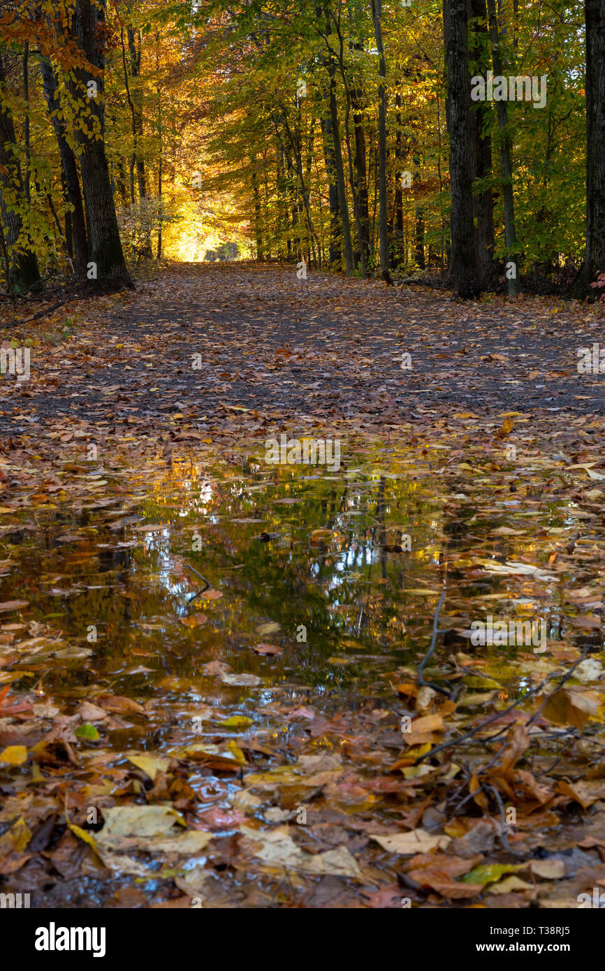 Cadono le foglie sparse intorno a una pozza in un sentiero escursionistico. Kennedy Dells County Park, New York Foto Stock