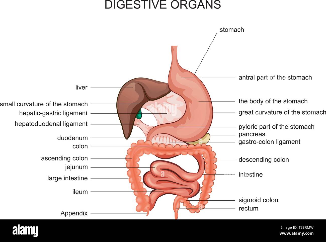 Illustrazione vettoriale di organi digestivi. anatomia. gaster Illustrazione Vettoriale