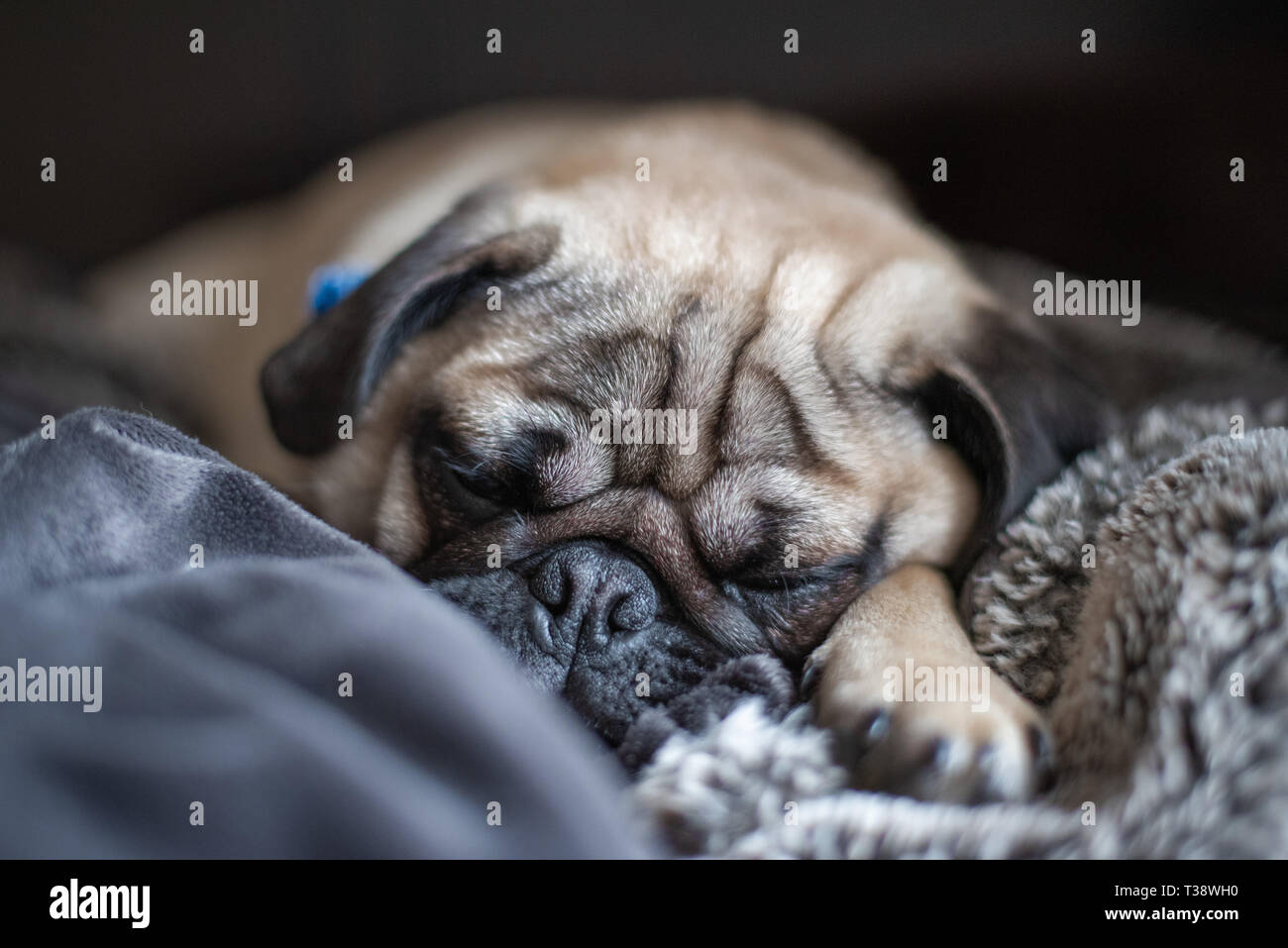 Adorabili sleepy pug. Foto Stock