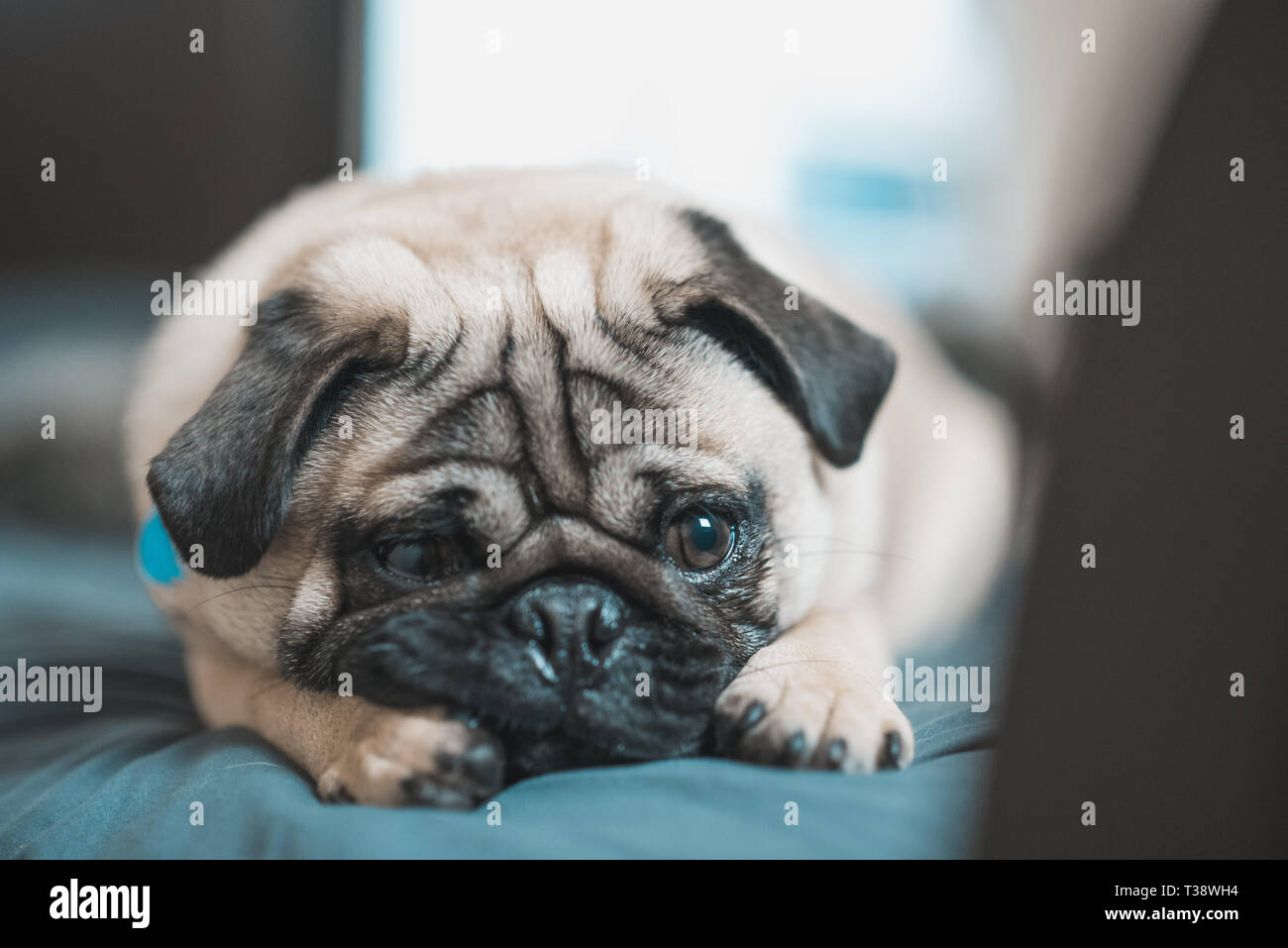 Adorabili sleepy pug. Foto Stock