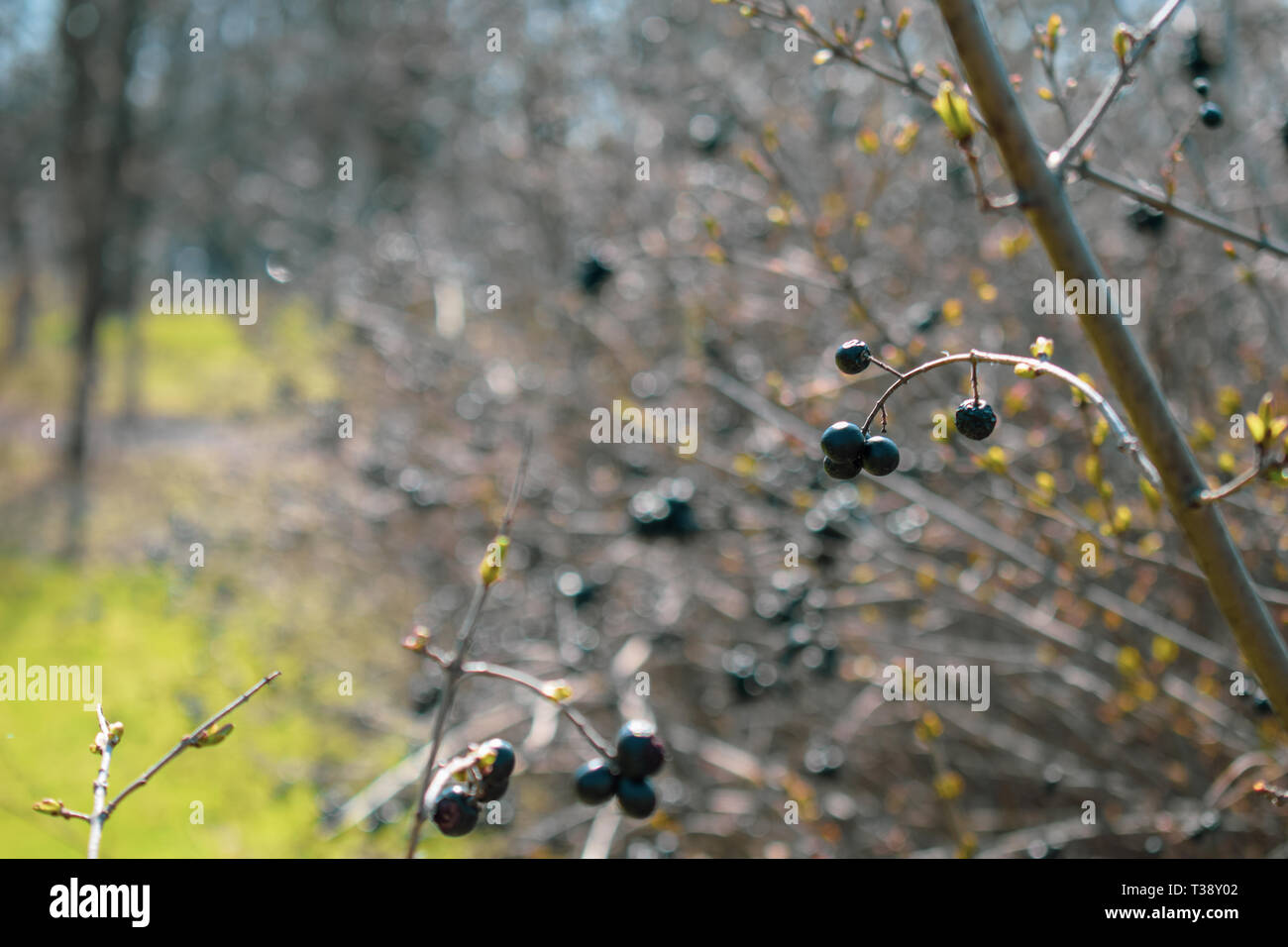 Selvatica di bacche nere su una boccola decorativi Foto Stock