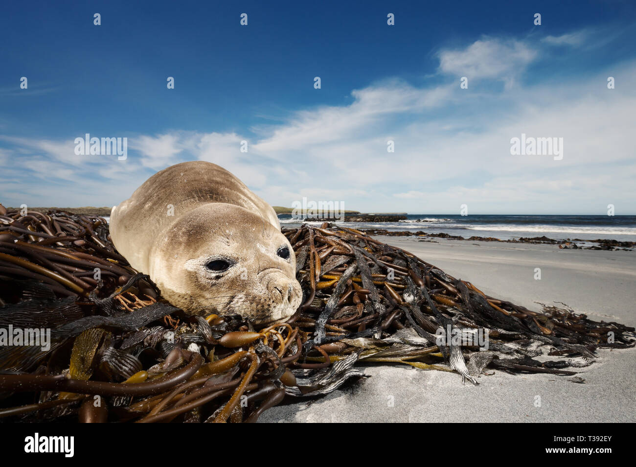 Close up di un giovane elefante marino del sud giacente su alghe, Isole Falkland. Foto Stock