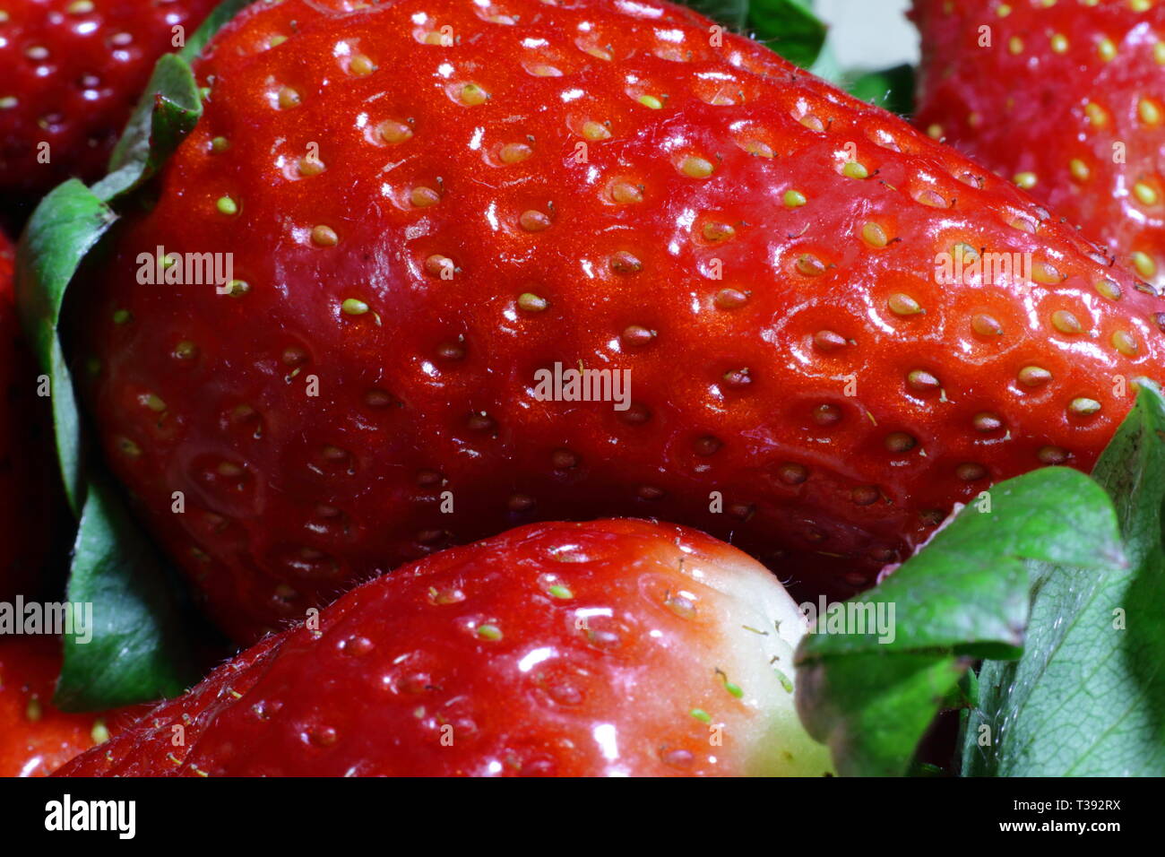 Bandeja de fresas en primer plano. Vassoio di fragole in primo piano Foto Stock