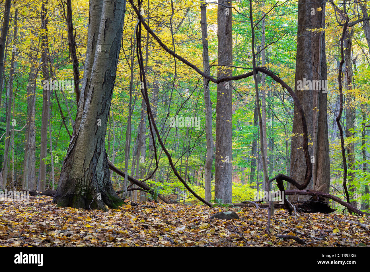 Grandi vine-come rami che pendono dagli alberi cominciando a mostrare il picco i colori dell'autunno. Lamont Riserva, New Jersey Foto Stock