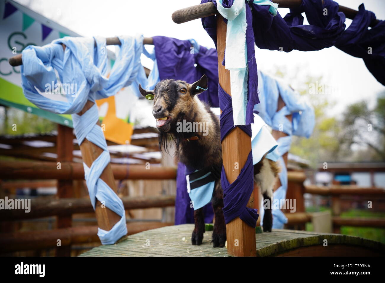 In coincidenza con la Oxford e Cambridge Boat Race, due capre (uno in rappresentanza di Oxford e uno in rappresentanza di Cambridge) Gara per la vittoria. Foto Stock