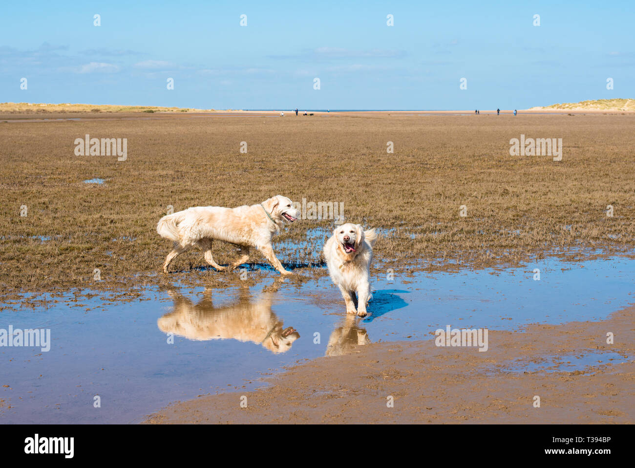 Due Golden Retriever cani sulla spiaggia Holkham e riserva naturale sulla Costa North Norfolk, East Anglia, Inghilterra, Regno Unito. Foto Stock