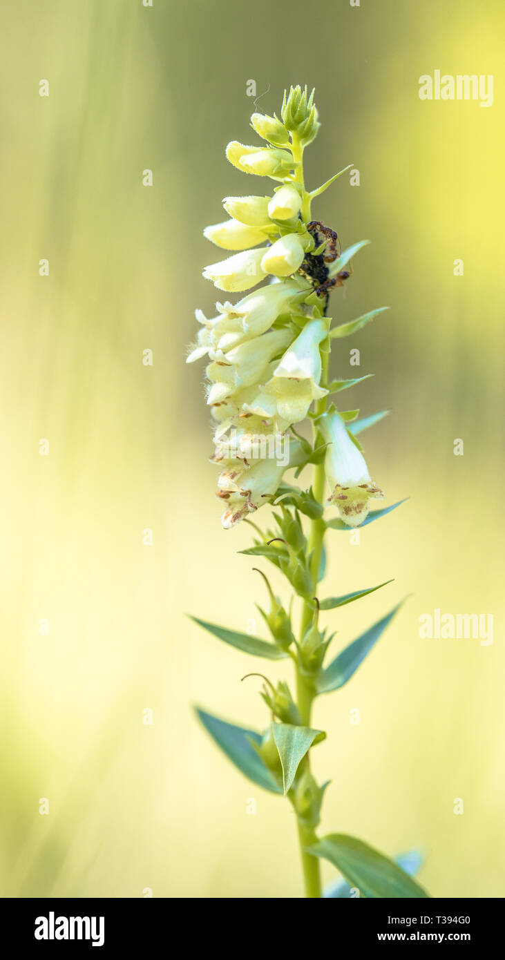 Foxglove paglia (Digitalis lutea) breve pianta perenne con formiche di mangiare il nettare Foto Stock