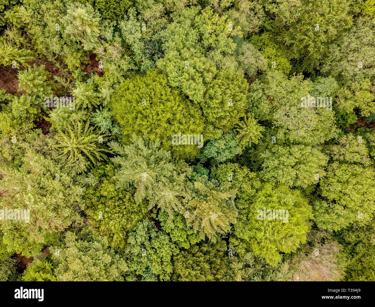 Antenna vista dall'alto in basso di bosco misto di conifere e latifoglie. Drone fotografia. Foto Stock