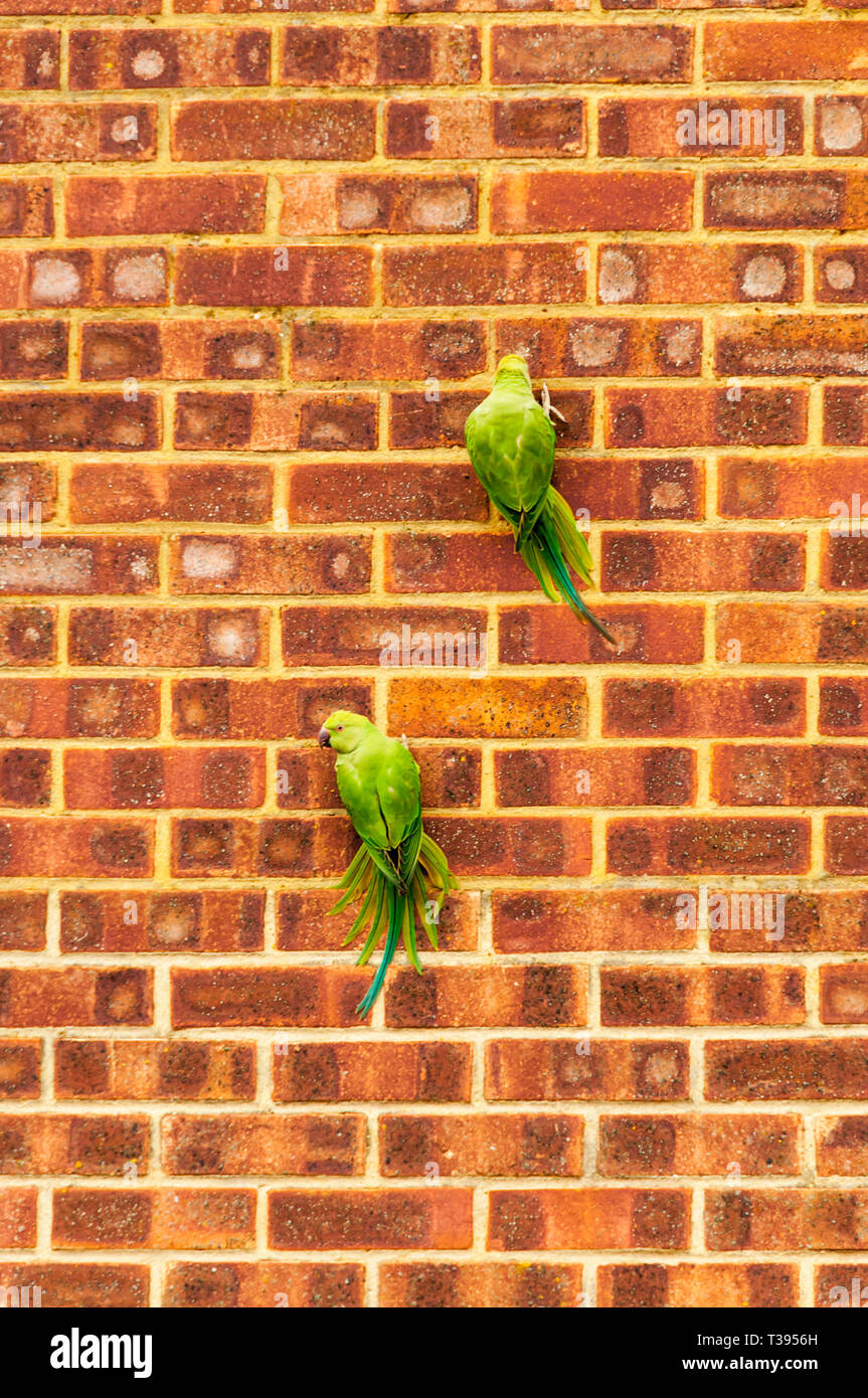 Anello-colli, parakeets Psittacula krameri, nel Kent aggrappati ad una parete a raschiare alla muratura in mattoni con i loro becchi. Foto Stock