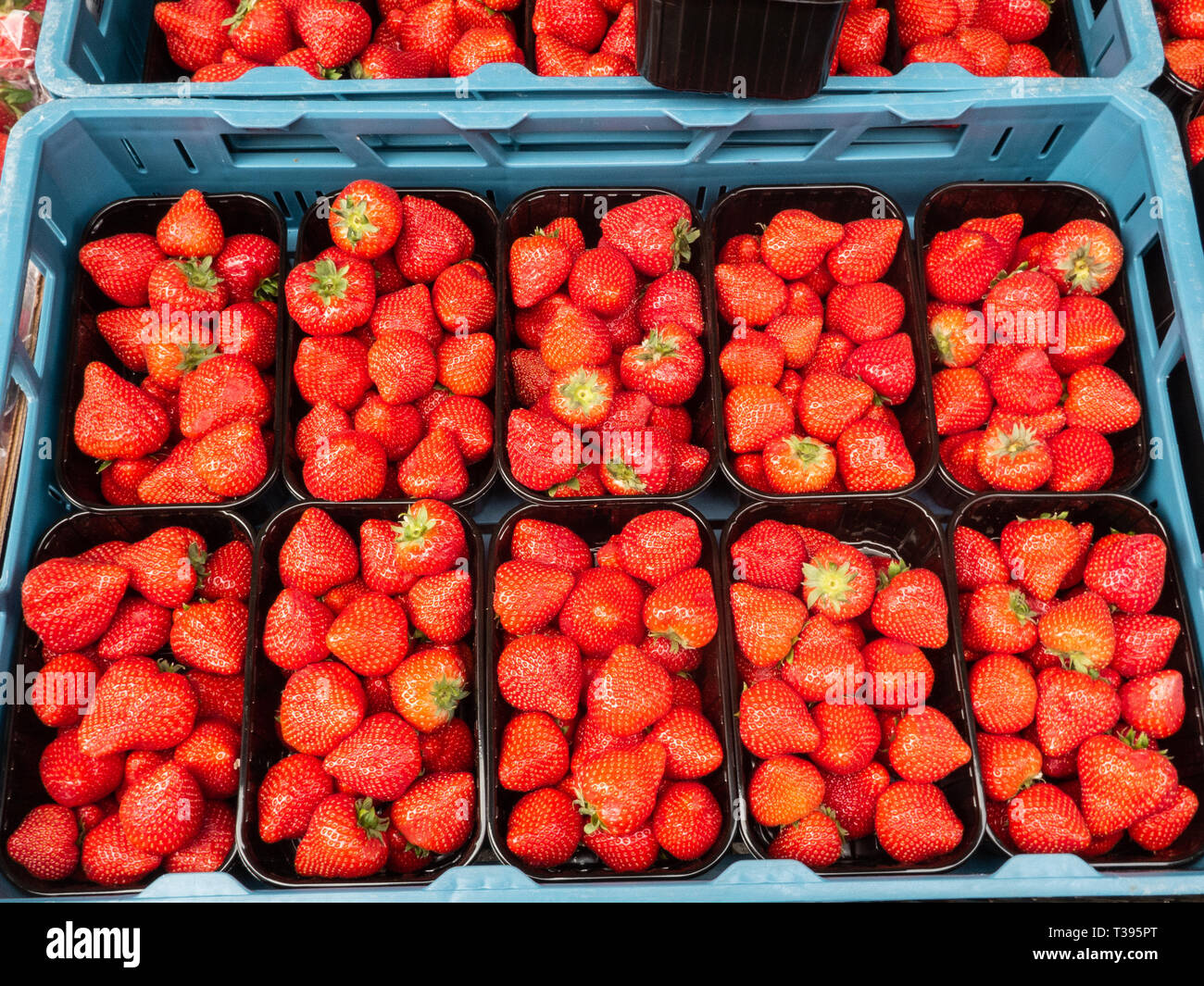 Le fragole in bicchieri di plastica per essere venduto su un mercato alimentare Foto Stock