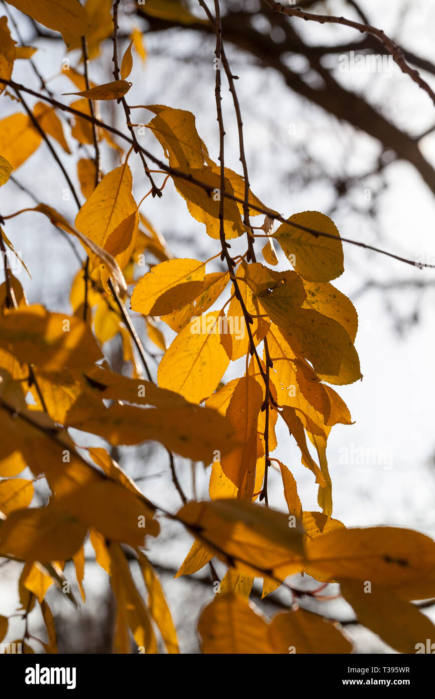 La natura in autunno, le specificità e le caratteristiche degli alberi con il cambiamento di fogliame Foto Stock