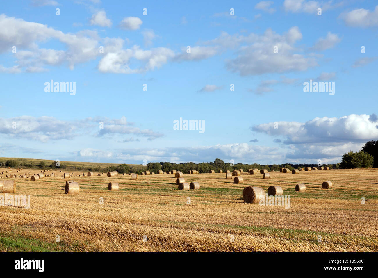Bellissimo tondo paglia dopo la raccolta di cereali, paesaggio in estate Foto Stock