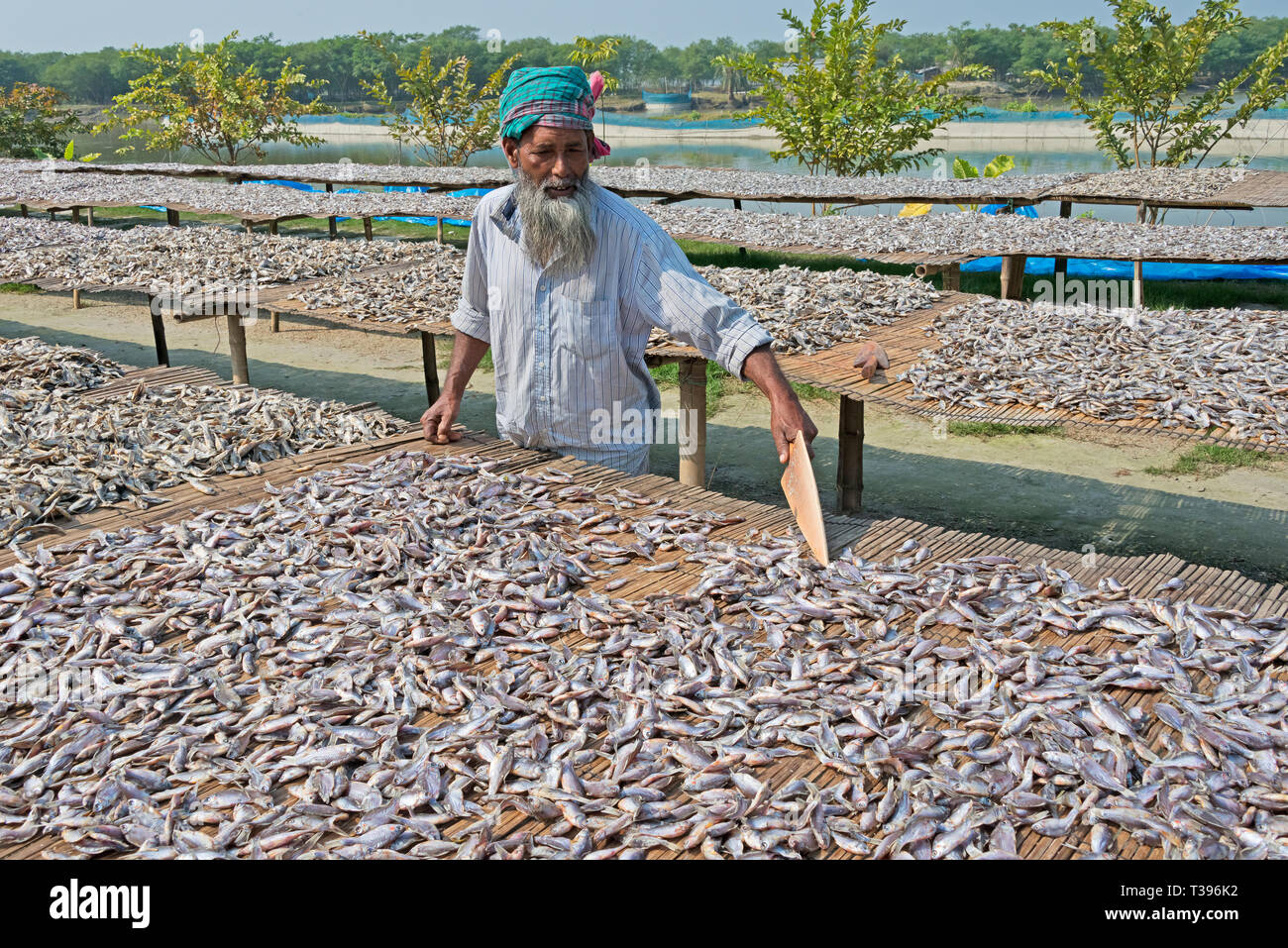 Pesce di essiccazione, Khulna, Khulna Division, Bangladesh Foto Stock