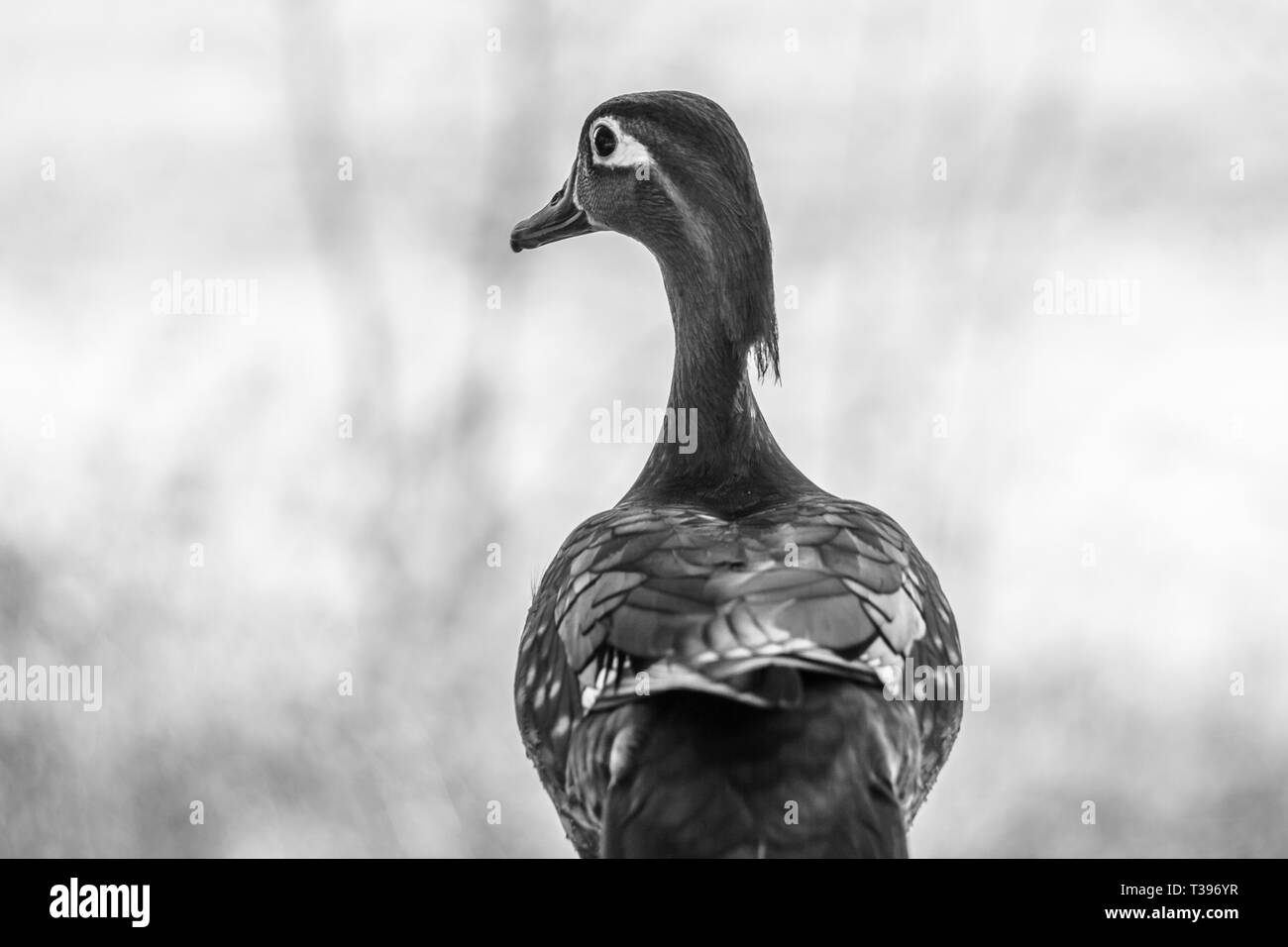 Unica donna Mallard Duck bird (Anas platyrhynchos) ritratto durante una molla periodo di nidificazione. Anatre di British Columbia, Canada. Foto Stock
