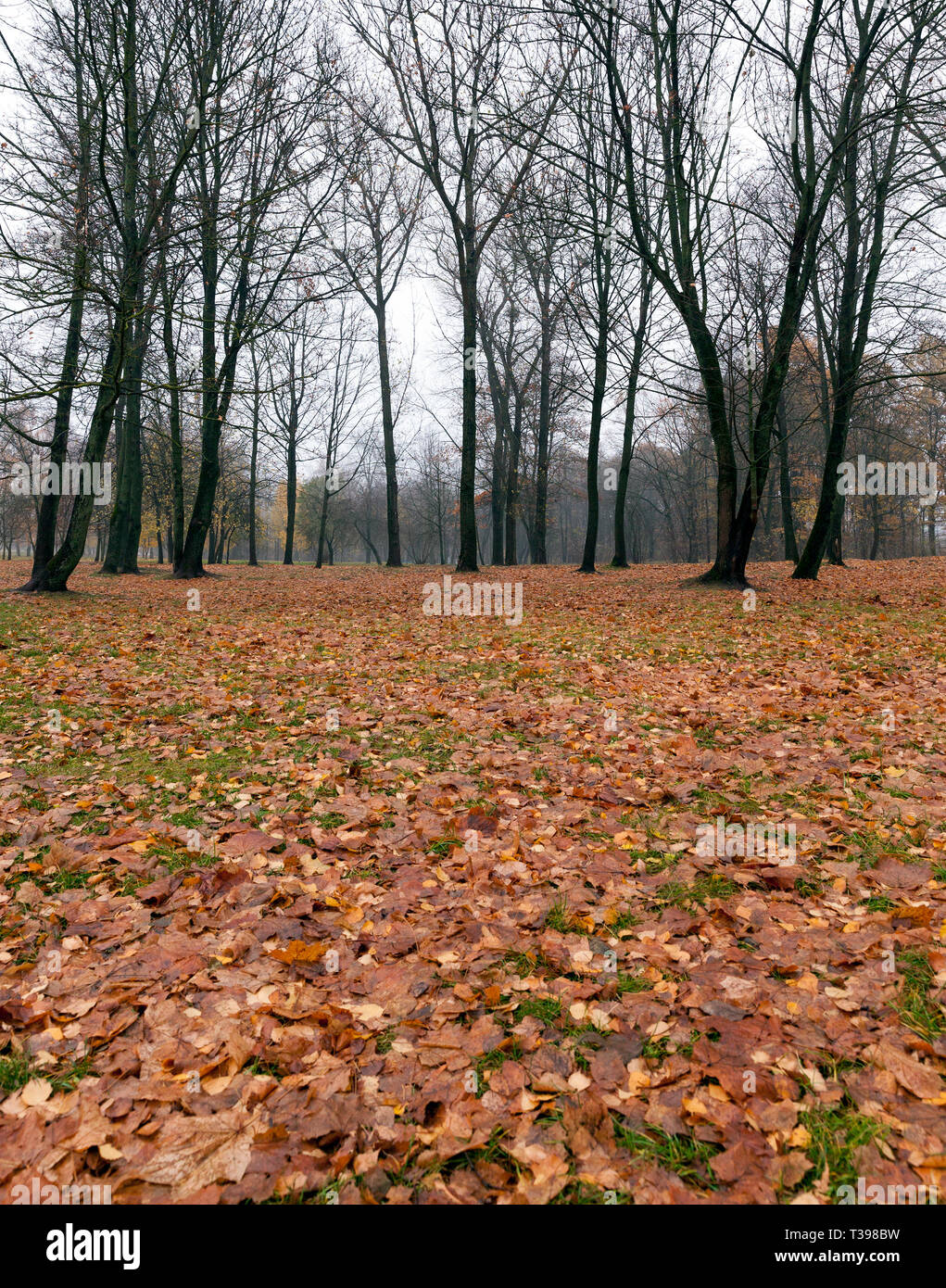 Bellissimi alberi decidui in autunno durante la caduta delle foglie, il cambiamento della natura è stagionale Foto Stock