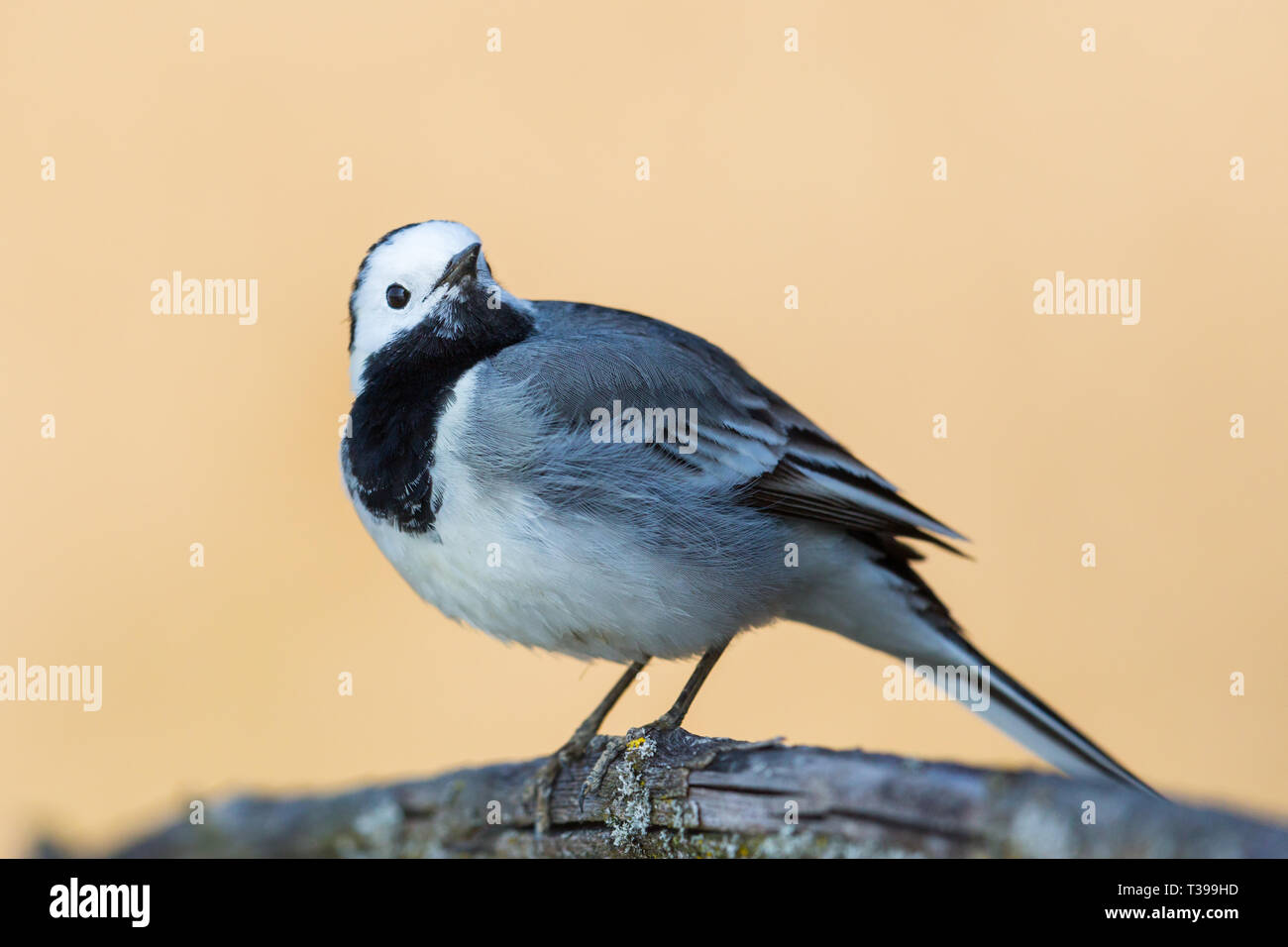 Ritratto Dettagliato naturale isolato wagtail bianco (motacilla alba) bird Foto Stock