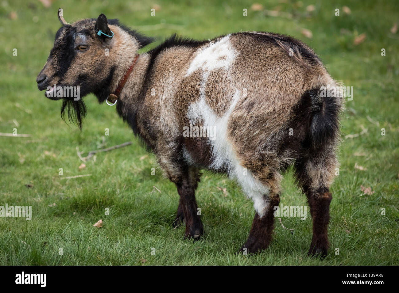 Londra, Regno Unito. 7 Aprile, 2019. Undicesima Edizione Oxford vs Cambridge gara di capra a Spitalfields City Fattoria nella zona est di Londra. Credito: Guy Corbishley/Alamy vivere nuove Foto Stock