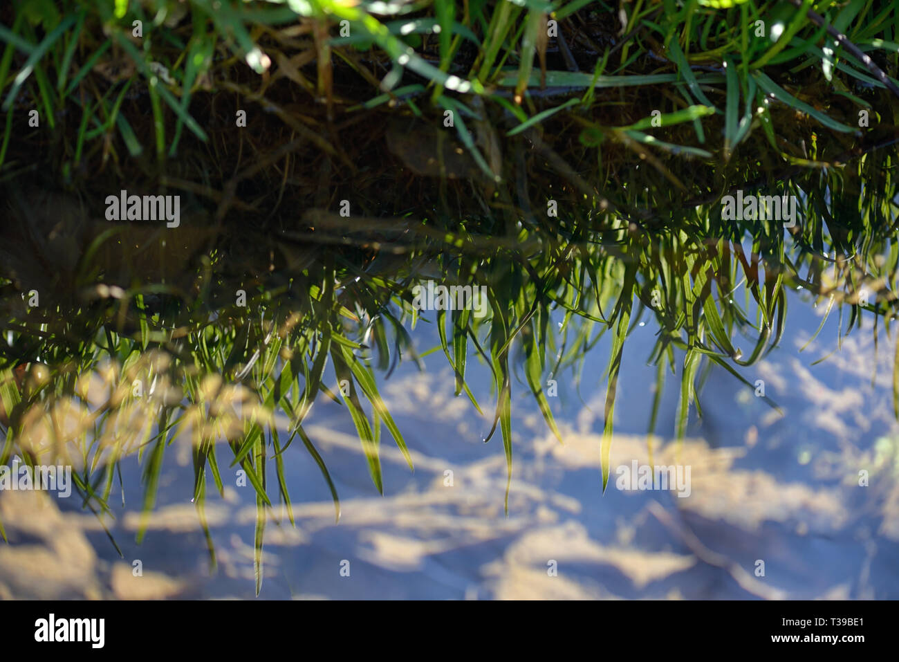 Riflessione di erba nel fiume e cielo blu Foto Stock