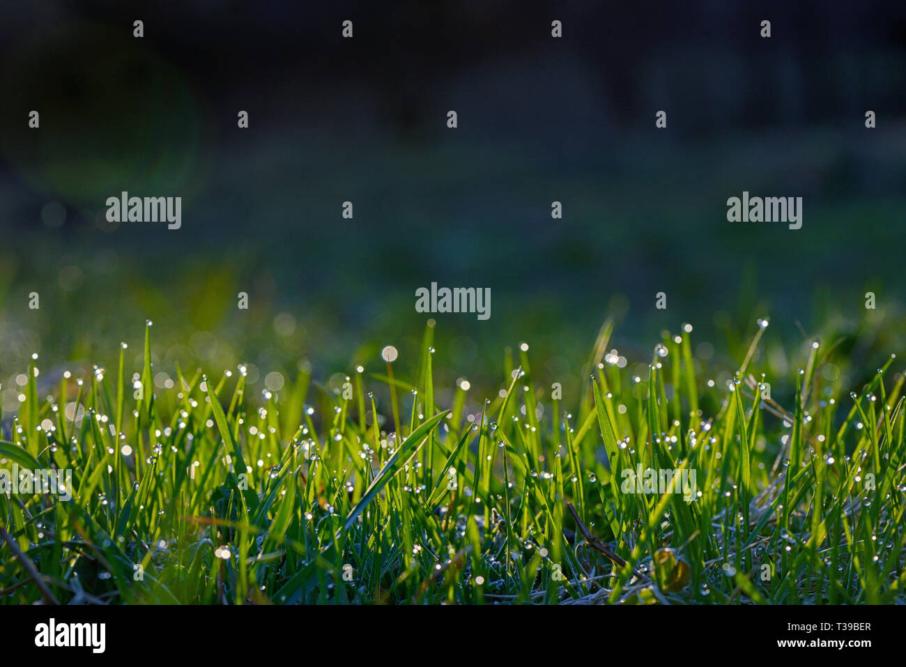 Erba fresca sul campo con gocce di rugiada di sunrise Foto Stock