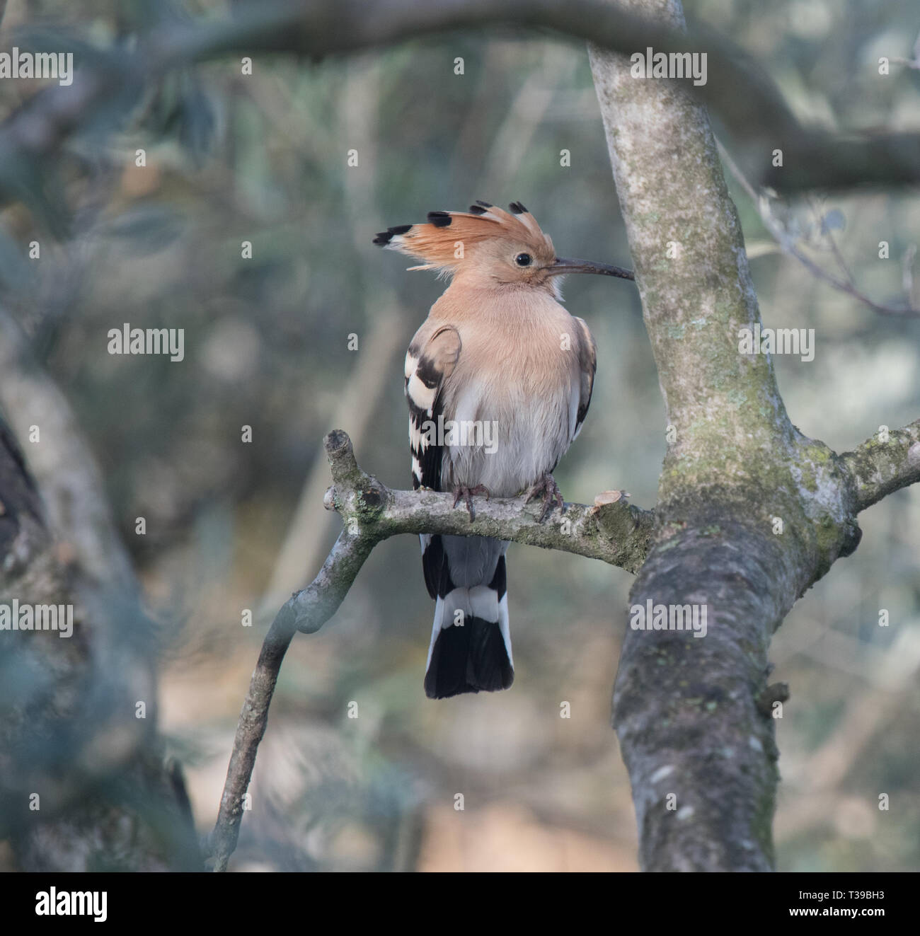 Un upupa uccello su un albero di olivo in Provenza, Francia Foto Stock