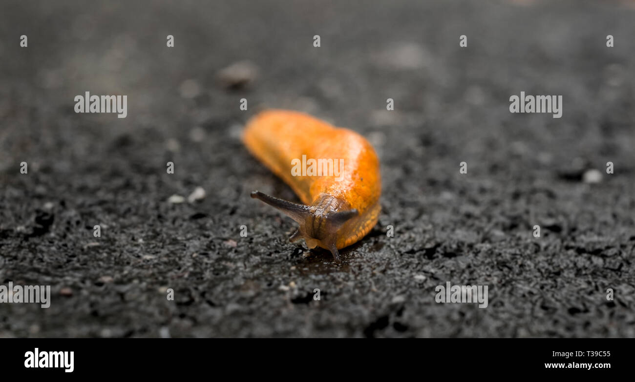 Limax su strada asfaltata Foto Stock