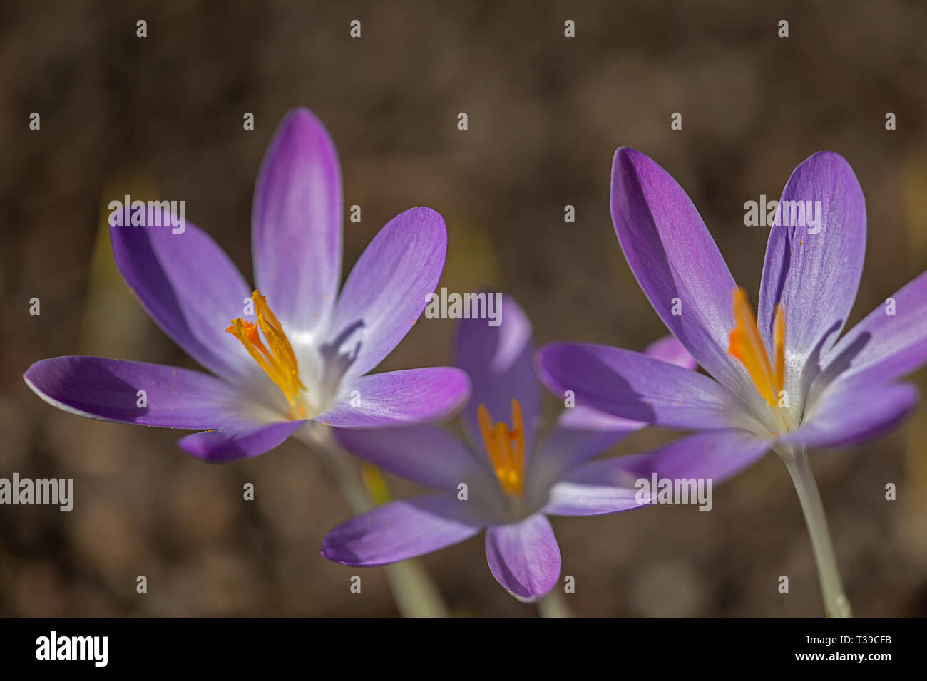 Crochi viola 3 blossoms Foto Stock