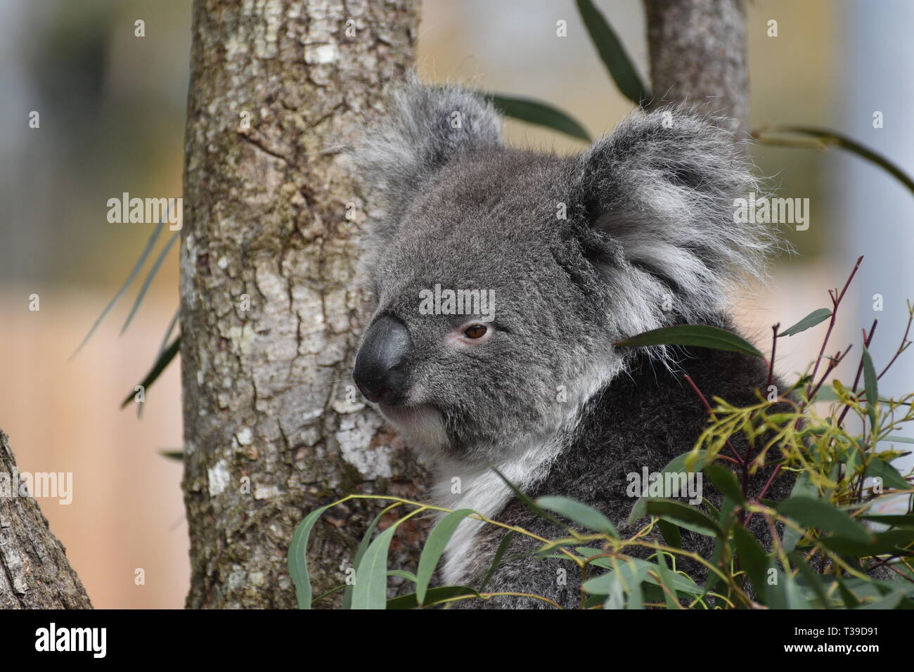 Il Koala / Phascolarctos cinereus in una struttura ad albero Foto Stock