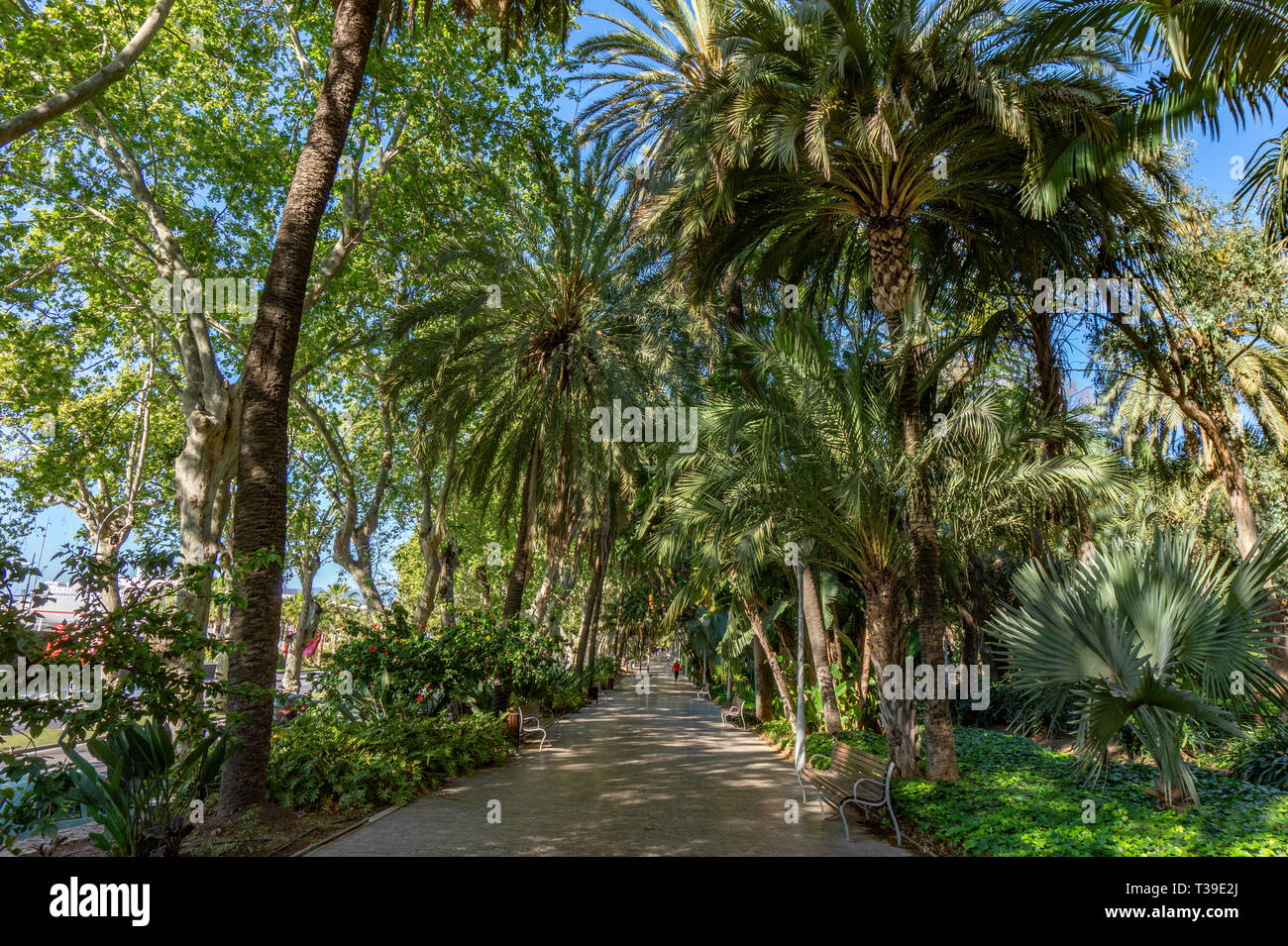 Marciapiede sul Paseo del Parque a Malaga, Spagna verde con Palm tree jungle Foto Stock