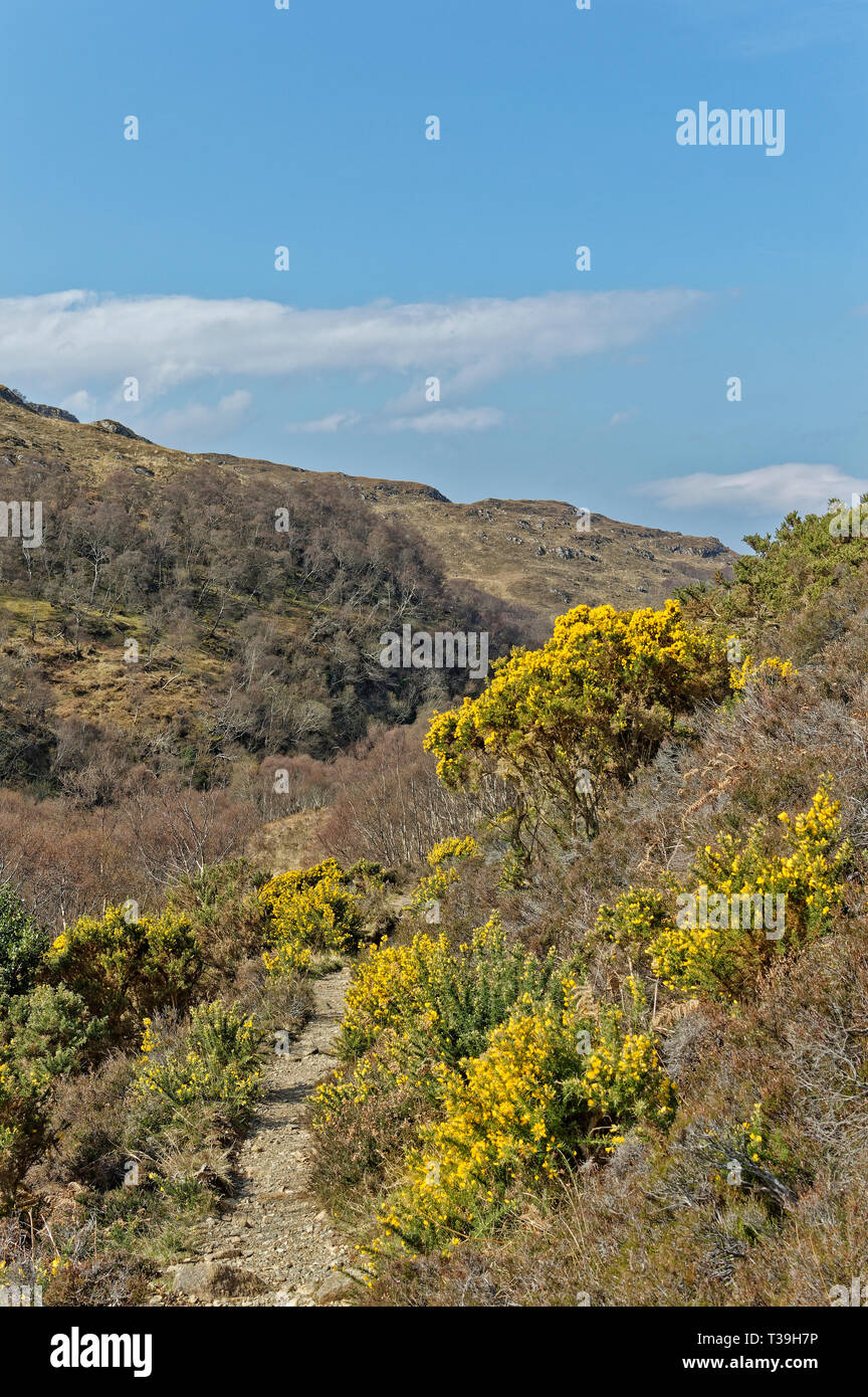 LOCHINVER Sutherland la Scozia il percorso e il percorso di SUILVEN CON GIALLO GORSE FIORI IN PRIMAVERA Foto Stock
