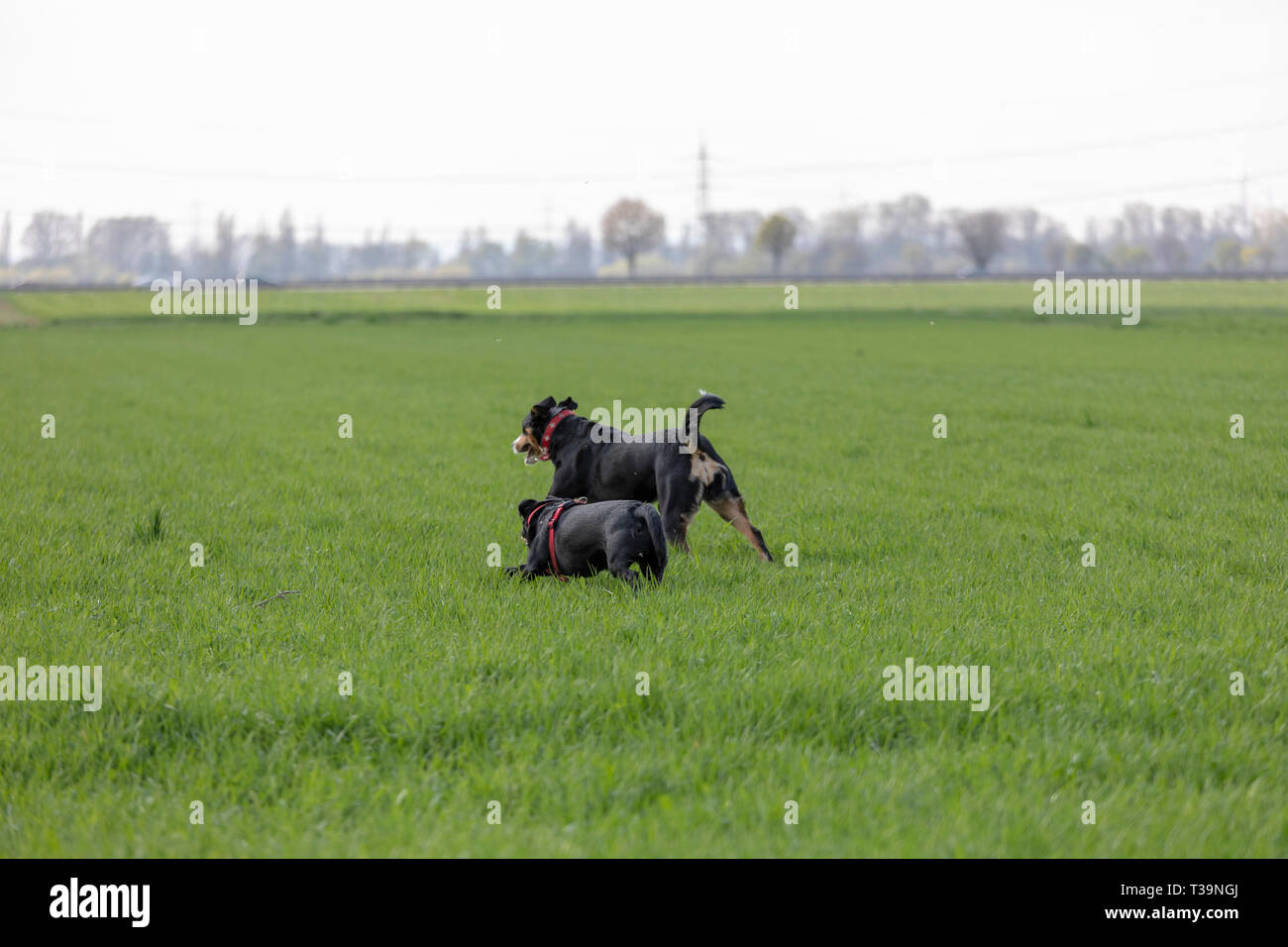 La Appenzeller Mountain dog run con un Labrador cucciolo mix all'aperto Foto Stock La Appenzeller Mountain dog run con un Labrador cucciolo mix all'aperto Foto Stock