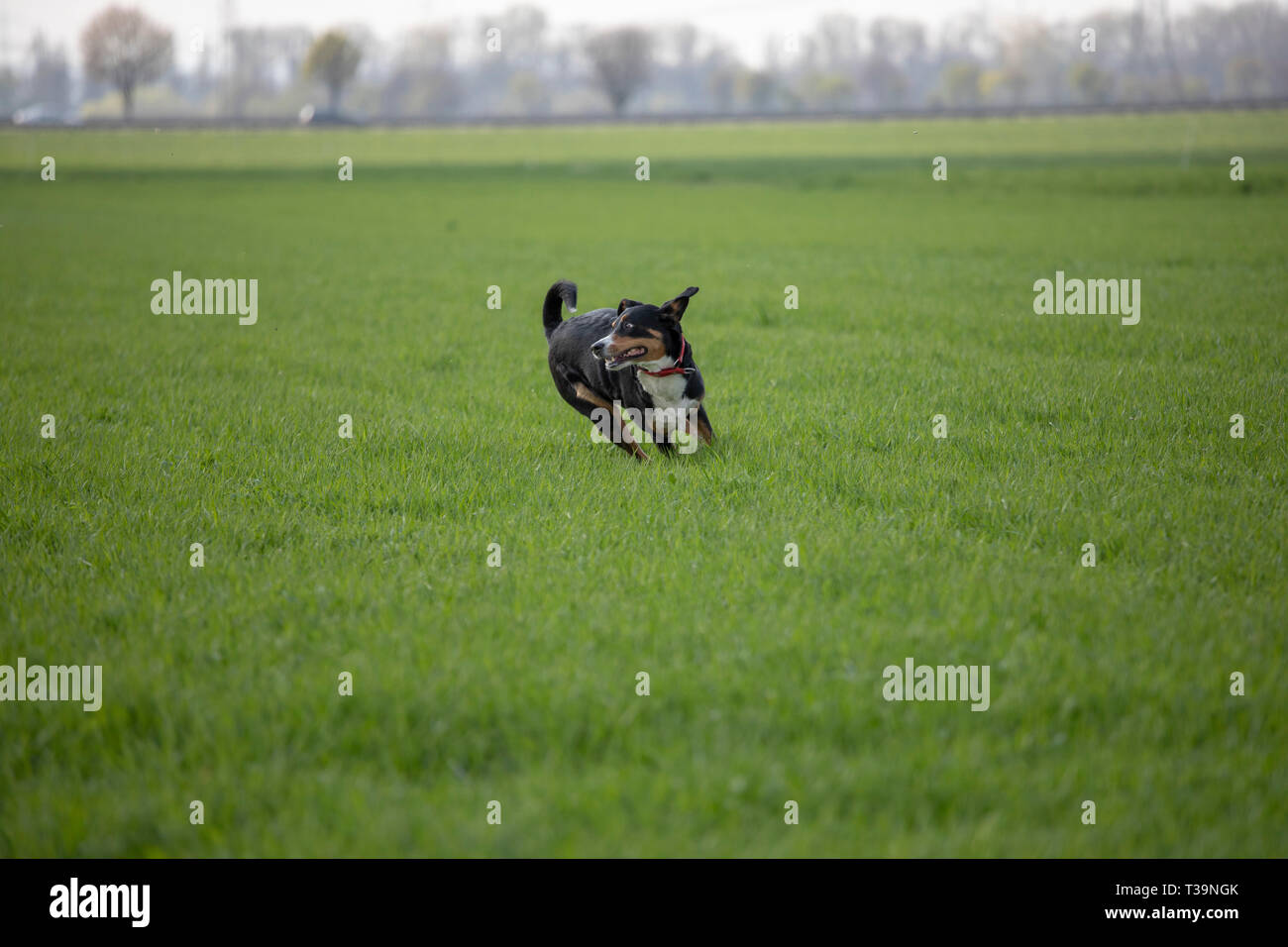 Appenzell cane di bestiame in esecuzione sull'erba verde Foto Stock