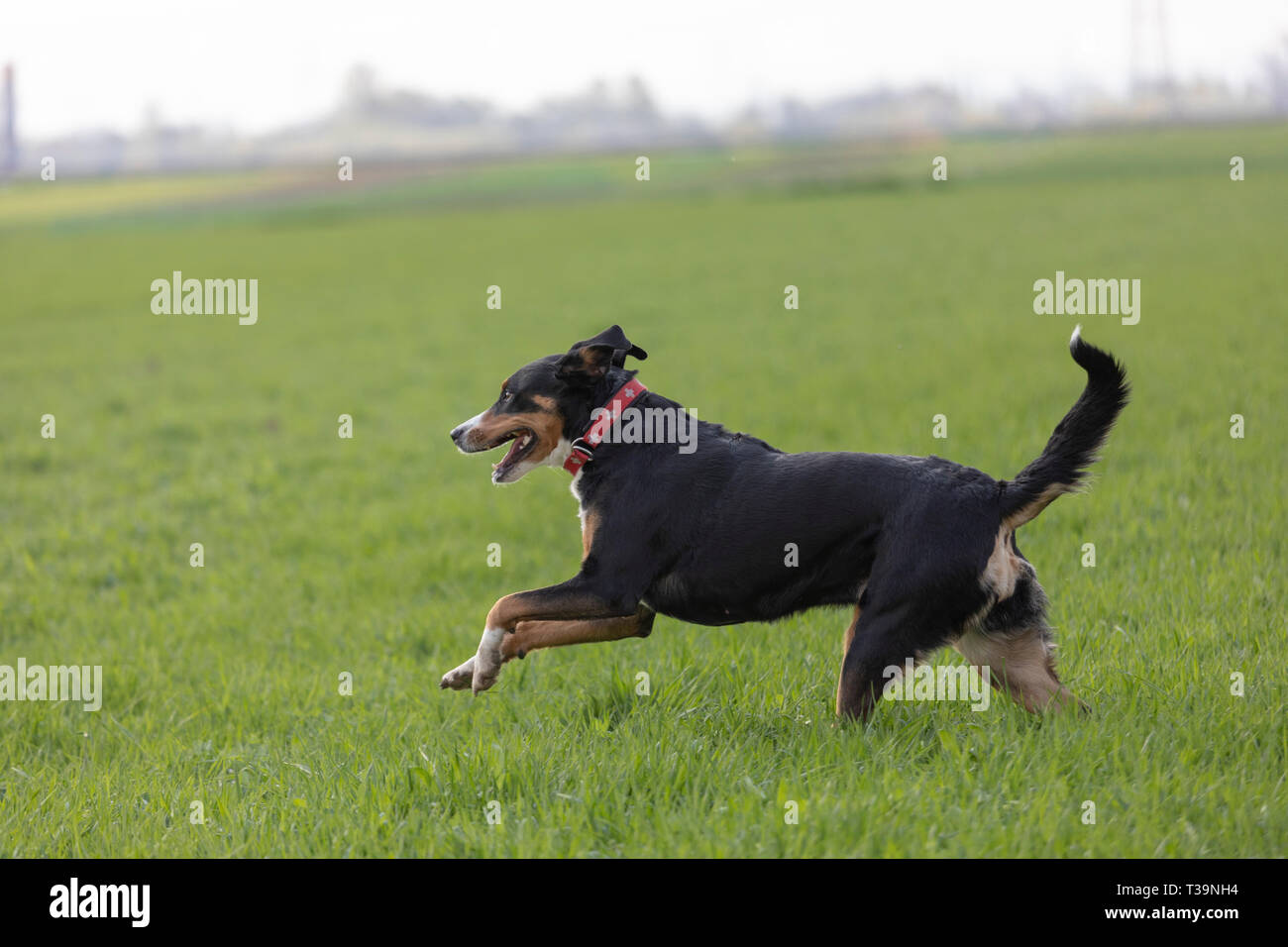 Appenzell cane di bestiame in esecuzione sull'erba verde Foto Stock