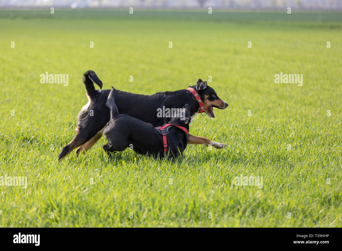 La Appenzeller Mountain dog run con un Labrador cucciolo mix all'aperto Foto Stock La Appenzeller Mountain dog run con un Labrador cucciolo mix all'aperto Foto Stock