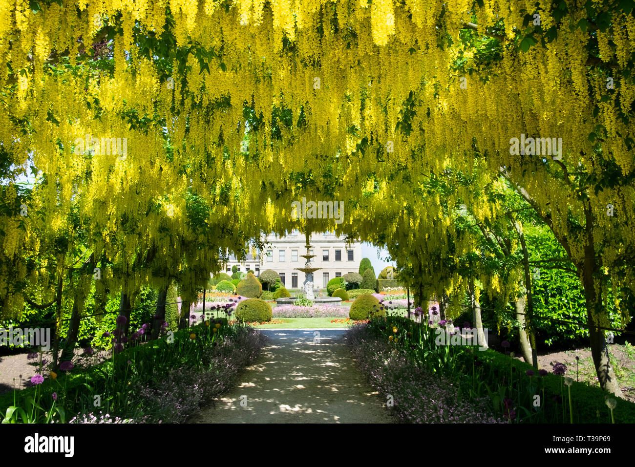 Il maggiociondolo arch, a Brodsworth Hall nei pressi di Doncaster, nello Yorkshire, Regno Unito. Una spettacolare passerella sotto il Maggiociondolo fioritura alberi in maggio. Foto Stock