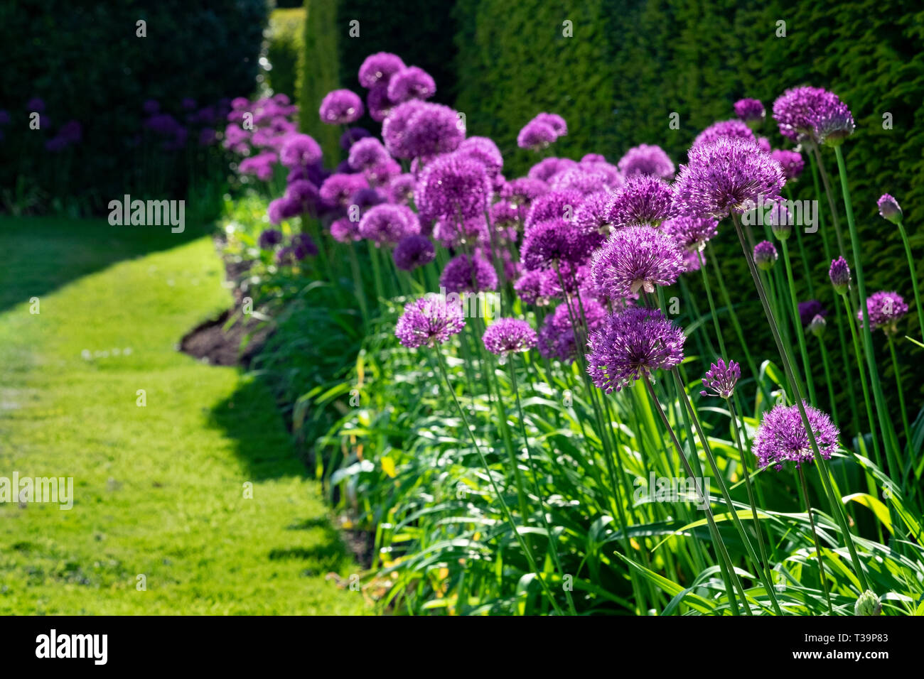 Allium fiori in frontiera, bella rosa viola blumi che ornamentali onion i fiori sbocciano in maggio e giugno, lasciando seedheads interessanti Foto Stock
