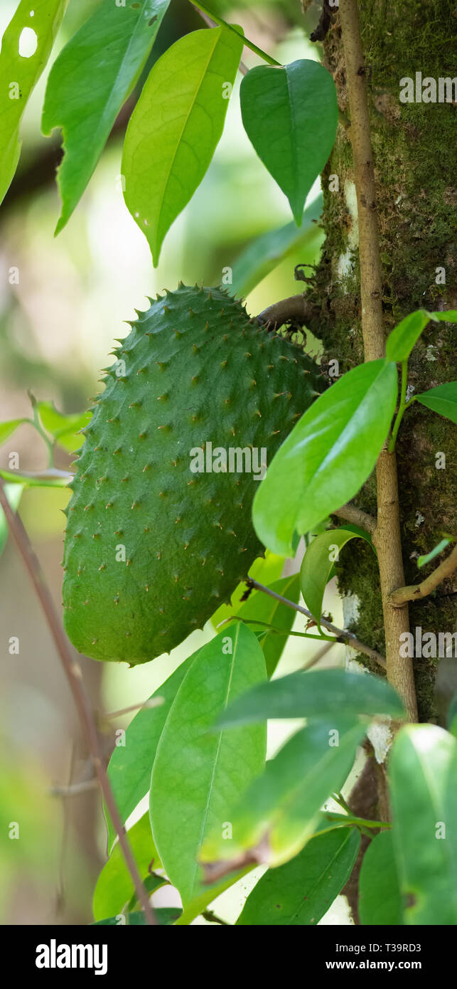 Viaggi in America centrale portare nuovi frutti per l'attenzione dei visitatori qui un verde soursop stagiona il suo albero Foto Stock