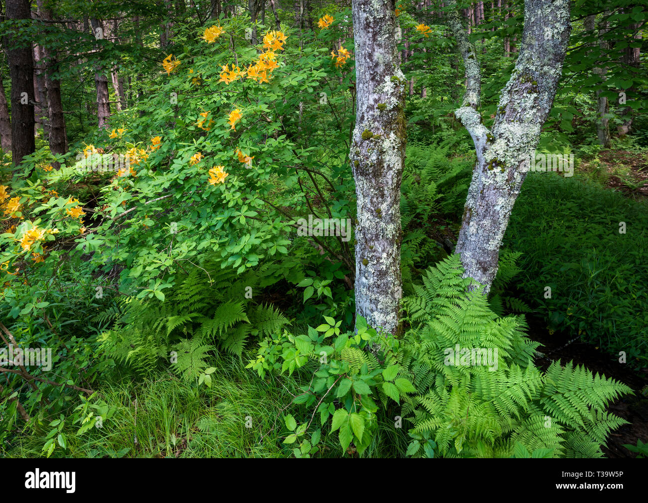 Felci, lichen alberi coperti e arancio azalea (Rhododendron austrinum) nella foresta in Monongahela National Forest in West Virginia. Foto Stock