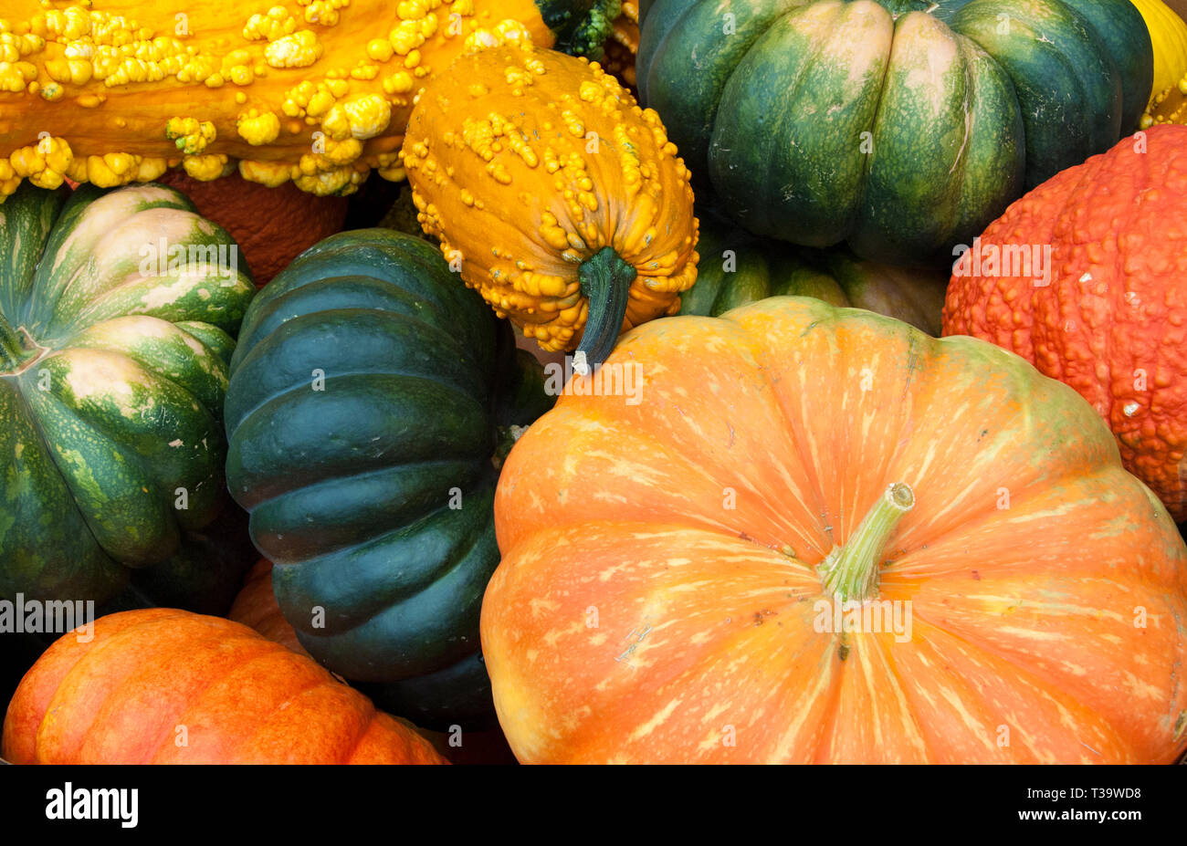 Zucche colorate e zucche sul display in vendita nel supermercato. Foto Stock